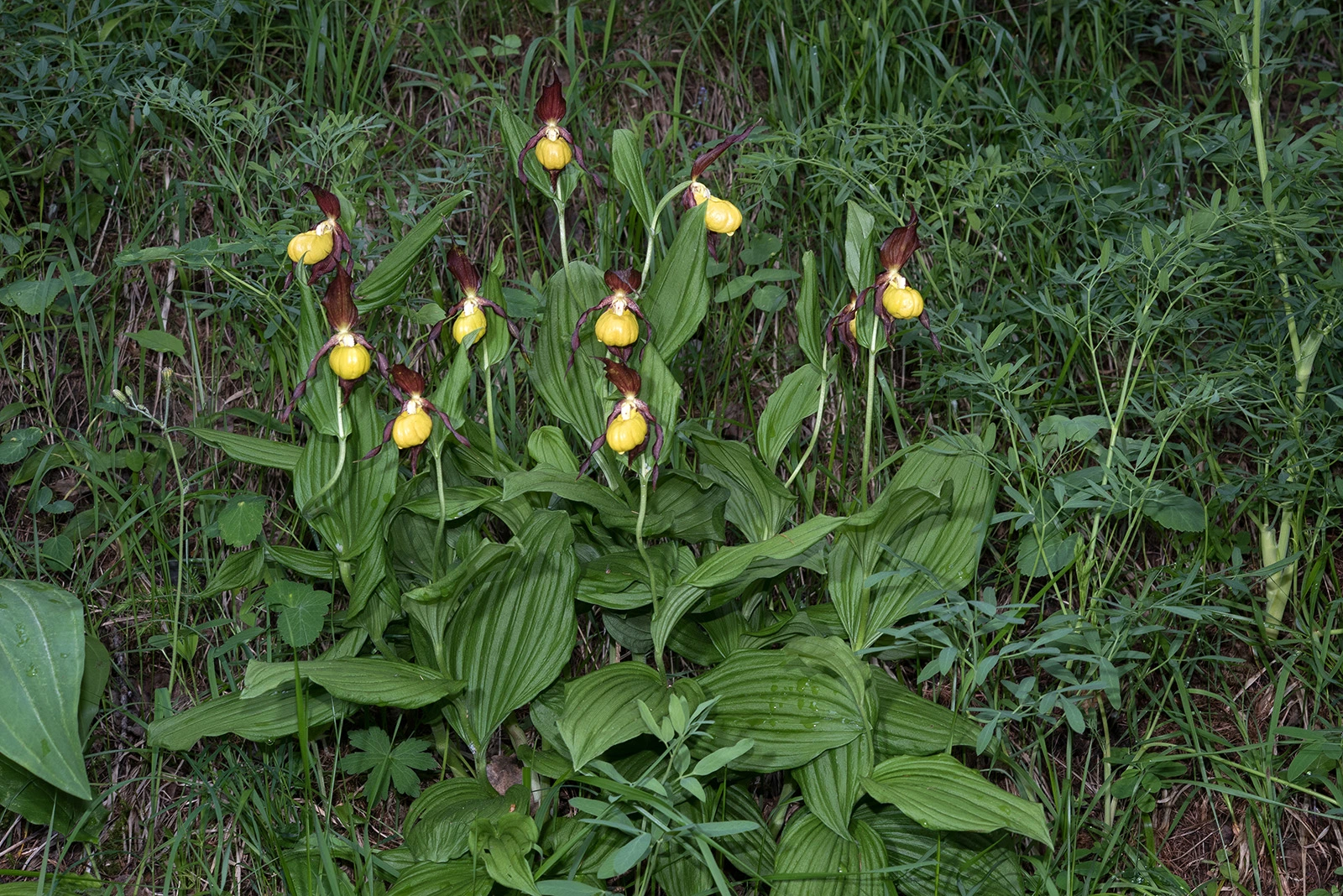 Photo Maurizio Broglio - Cypripedium calceolus